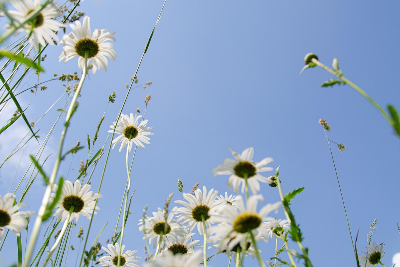 Wiesenwind & Wohlgesang