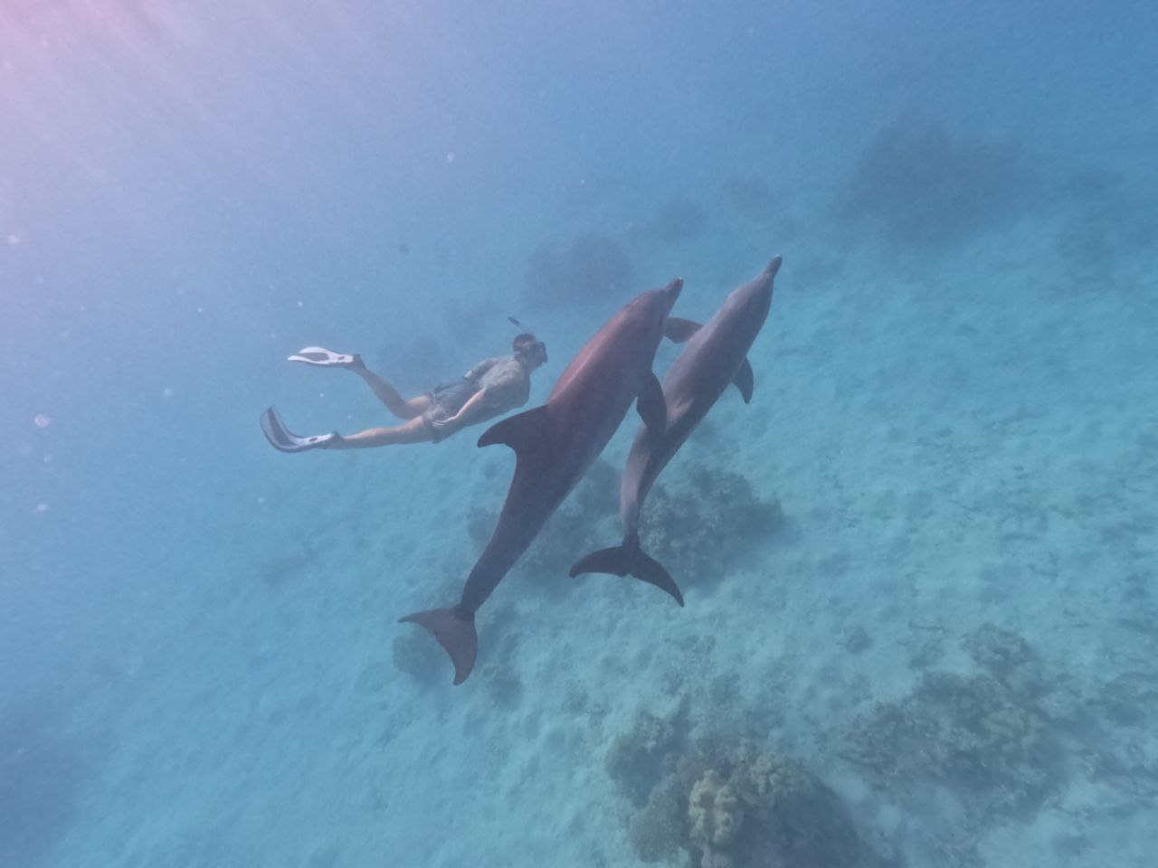 Delfin-Reise