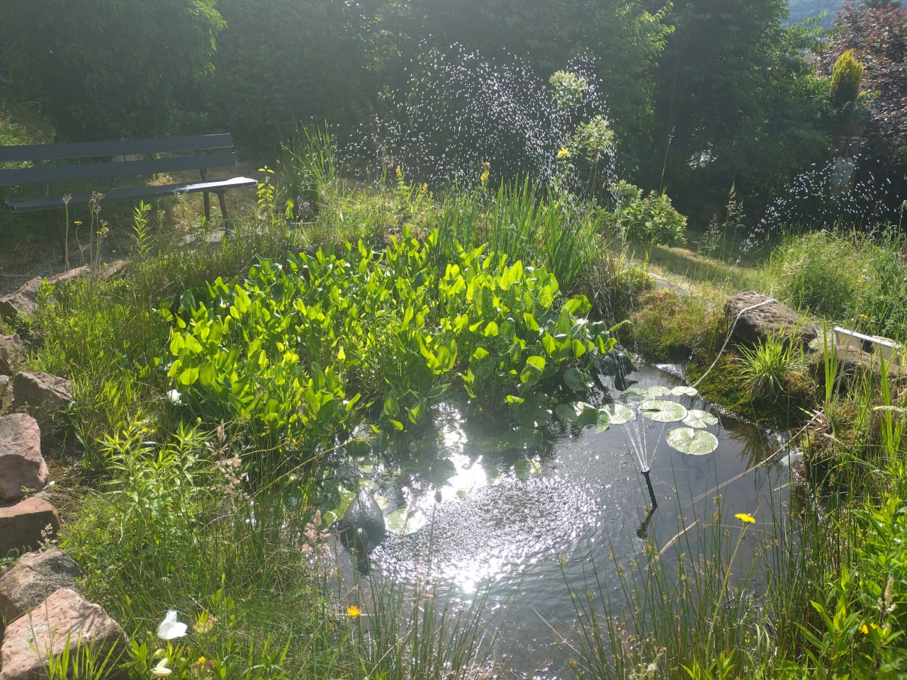Naturcoaching erleben – ein Schnupper-Workshop im Coachingraum Garten