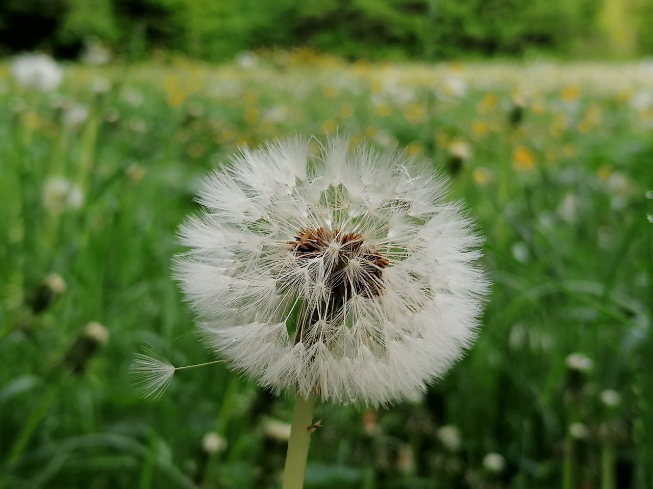 Wilde Stille – Meditation im Stadtpark