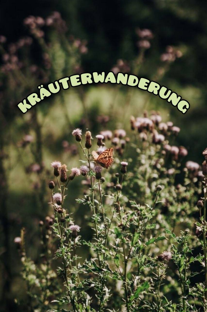 Kräuterwanderung mit Achtsamkeitsübungen und Teezeremonie