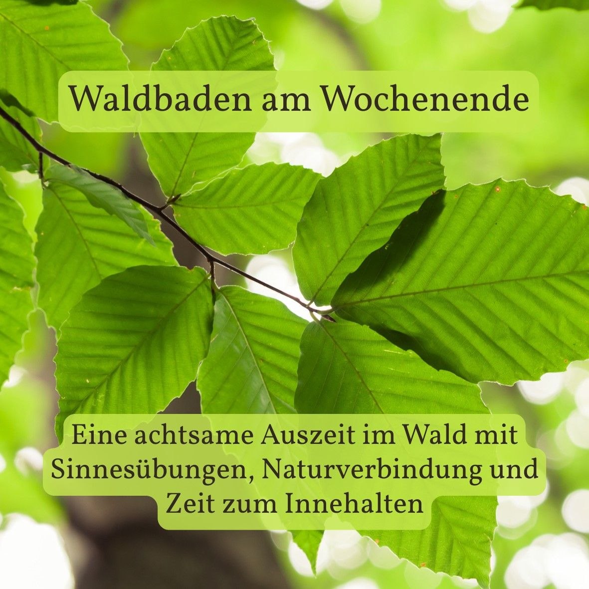Waldbad im Bergedorfer Gehölz